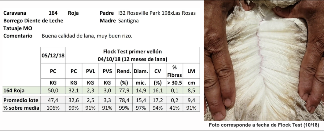 Lote Caravana 164