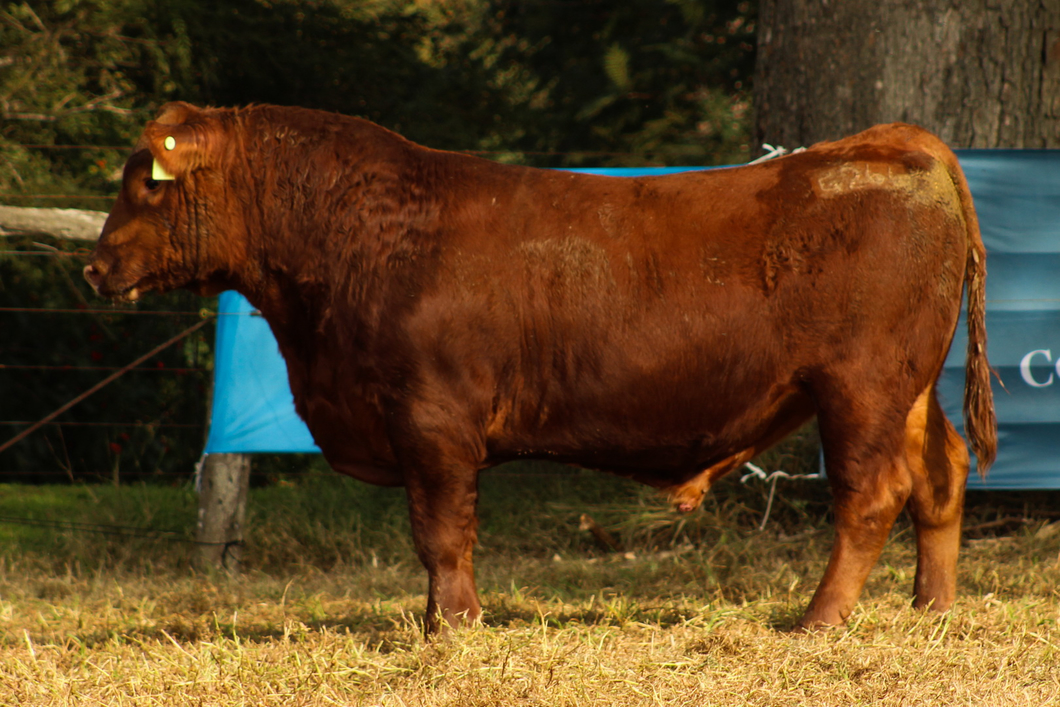 Lote CABAÑA COEMBOTÁ: RP 264