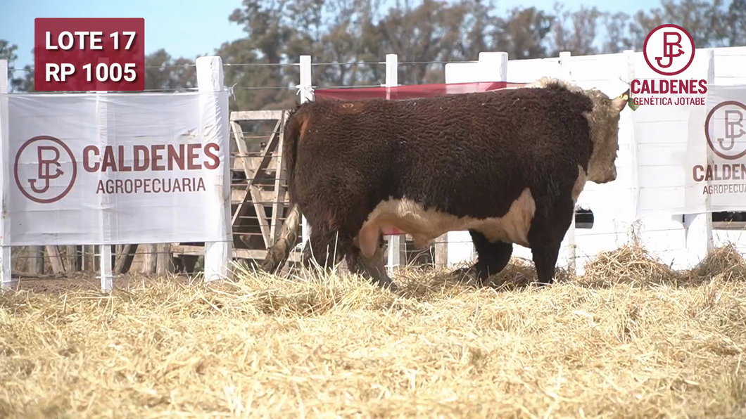 Lote Toro PR