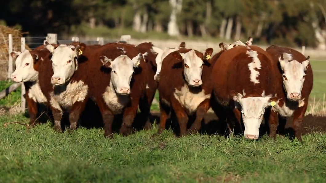 Lote VAQUILLONAS PR PREÑADAS P/PRIMAVERA  - STO DOMINGO