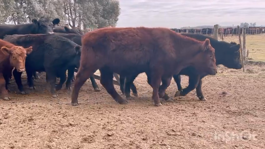 Lote 23 Novillitos en Cañuelas, Buenos Aires