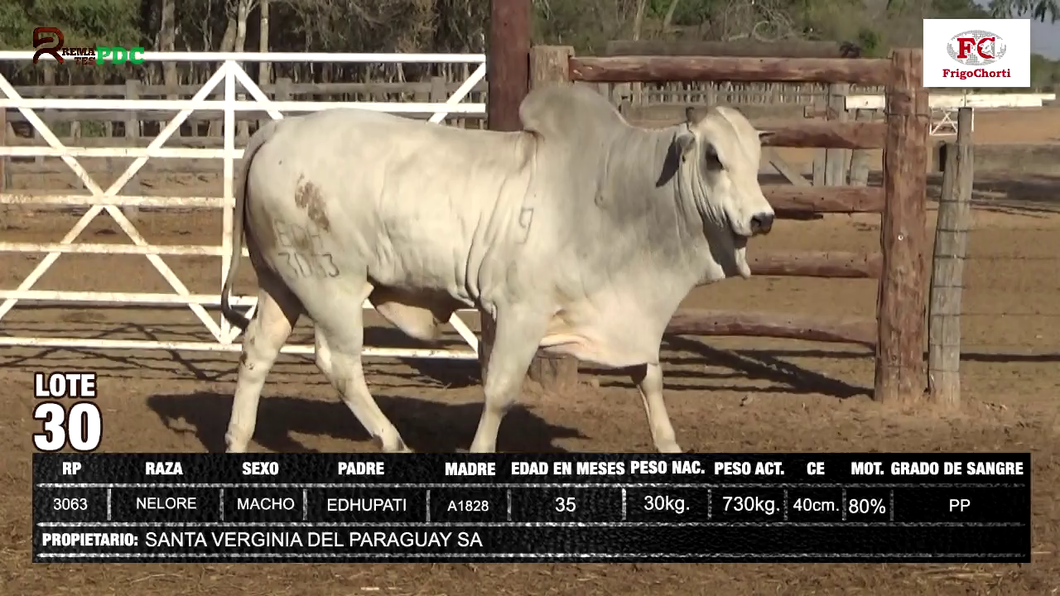 Lote SANTA VERGINIA DEL PARAGUAY SA