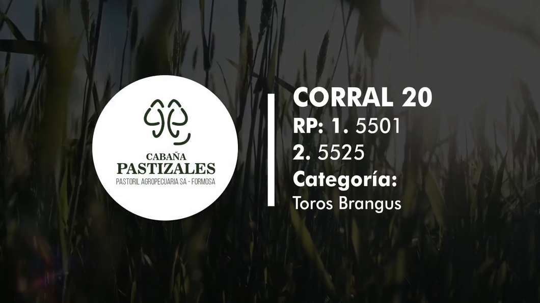 Lote Toro