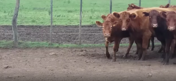 Lote 19 Vaquillonas preñadas en Colonia