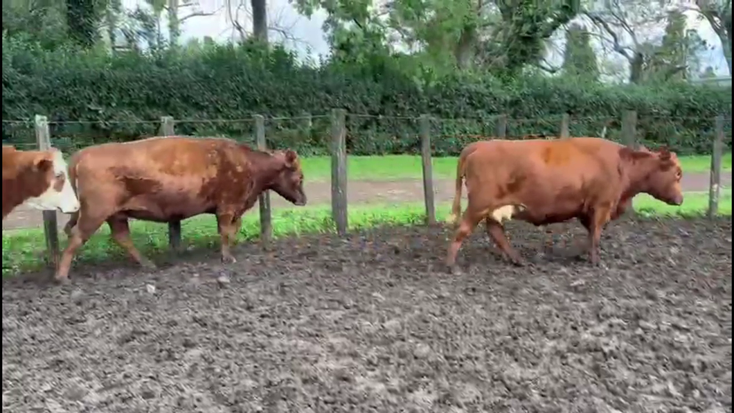 Lote VACAS PREÑADAS