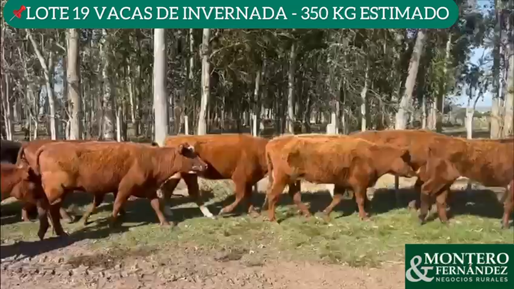 Lote 19 Vacas de Invernada