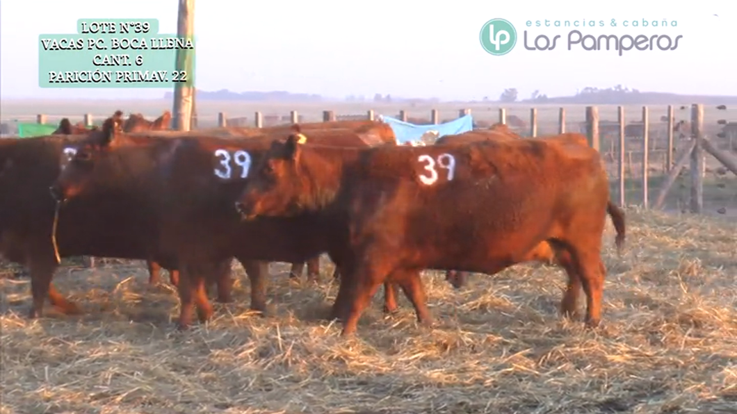 Lote VACAS P.C. - PREÑADAS - PARICION PRIMAVERA