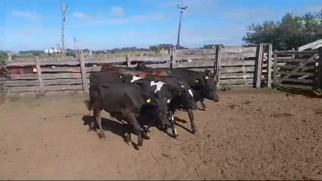 Lote 9 Terneros ANGUS/ HEREFORD a remate en #42 Pantalla Carmelo  250kg -  en VIBORAS Y VACAS