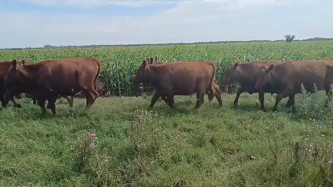 Lote 27 Novillitos