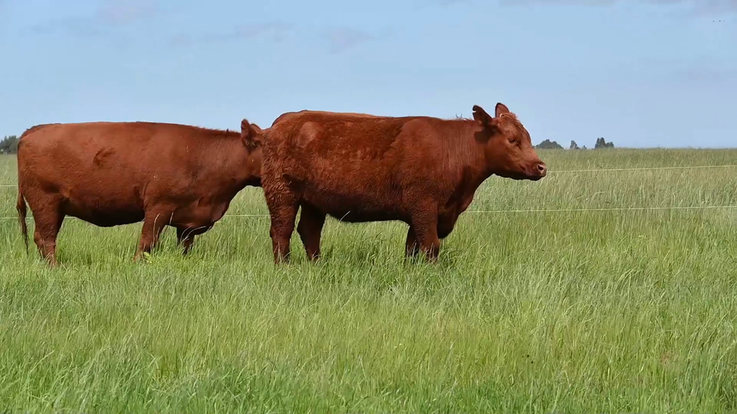 Lote Lote Vacas - Rincon de Pardavila