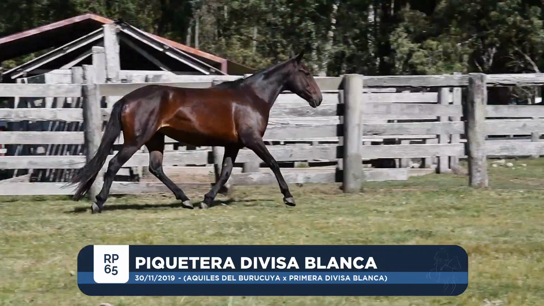 Lote PIQUETERA DIVISA BLANCA