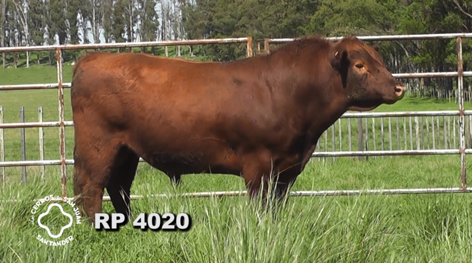 Lote 2 Toros Red Angus a remate en Los Cerros de San Juan - Santander, Artigas