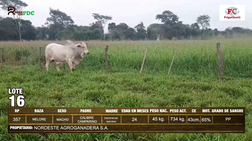 Lote Machos NELORE a remate en Expo Pioneros 23 de Mayo 2024 en Pioneros del Chaco S.A.