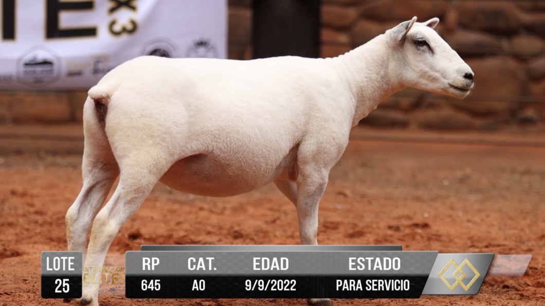 Lote LOTE 25