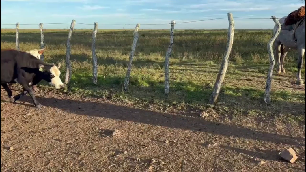 Lote VAQUILLONAS VACAS PREÑADAS