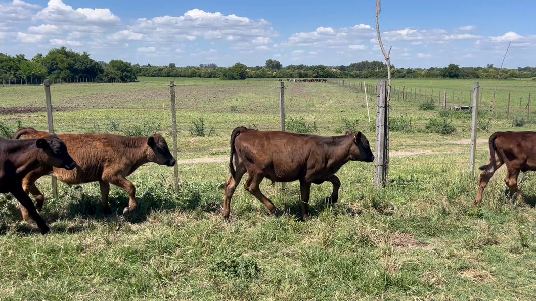 Lote TERNEROS