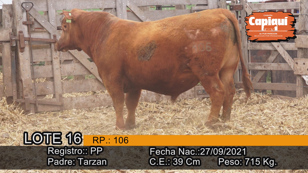 Lote Toro PP