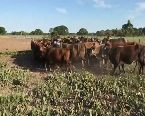 Lote 50 Vacas de invernar en Gral. San Martín, Chaco