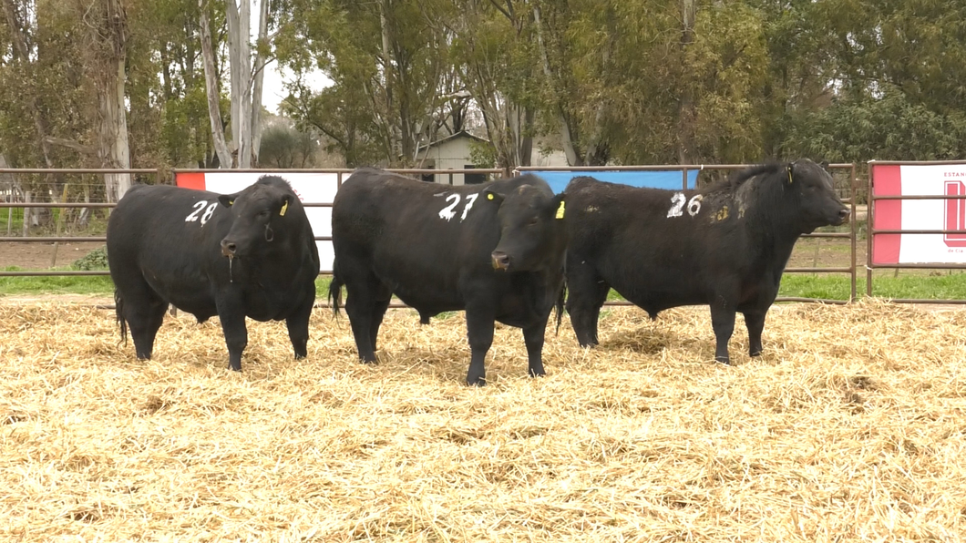 Lote TOROS ANGUS NEGROS PC