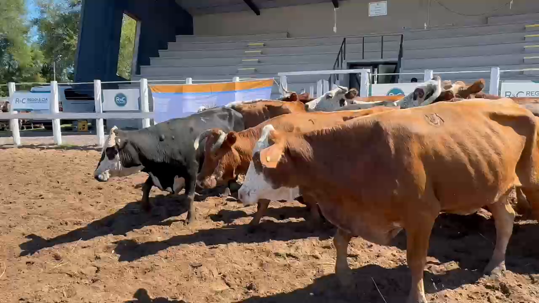 Lote 15 Vacas usadas preñadas en Corrientes, Bella Vista