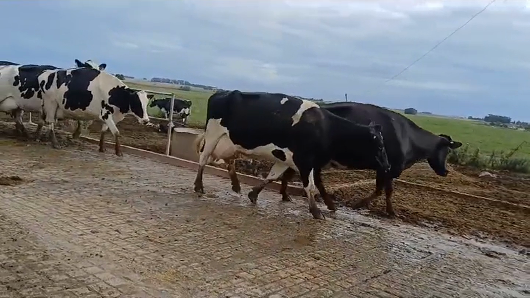Lote VACAS INDUSTRIA