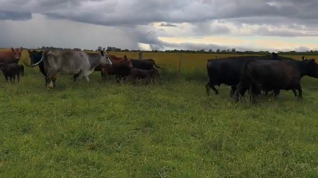 Lote 48 Vacas usadas paridas