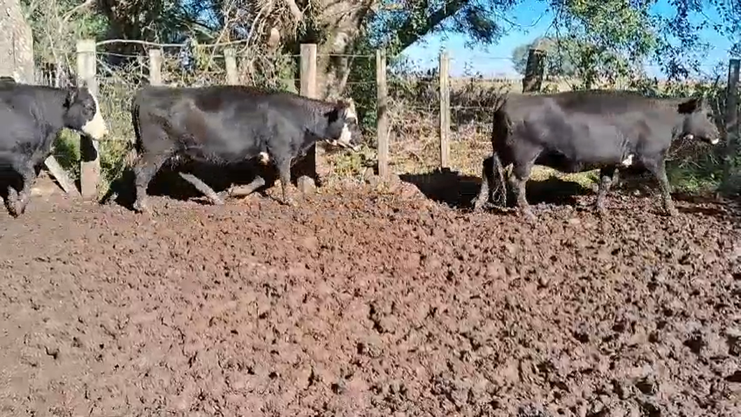 Lote (Vendido)40 Vacas preñadas 40 AA x HE a remate en 2º Remate Virtual Baltasar Brum 450kg -  en PALMA SOLA