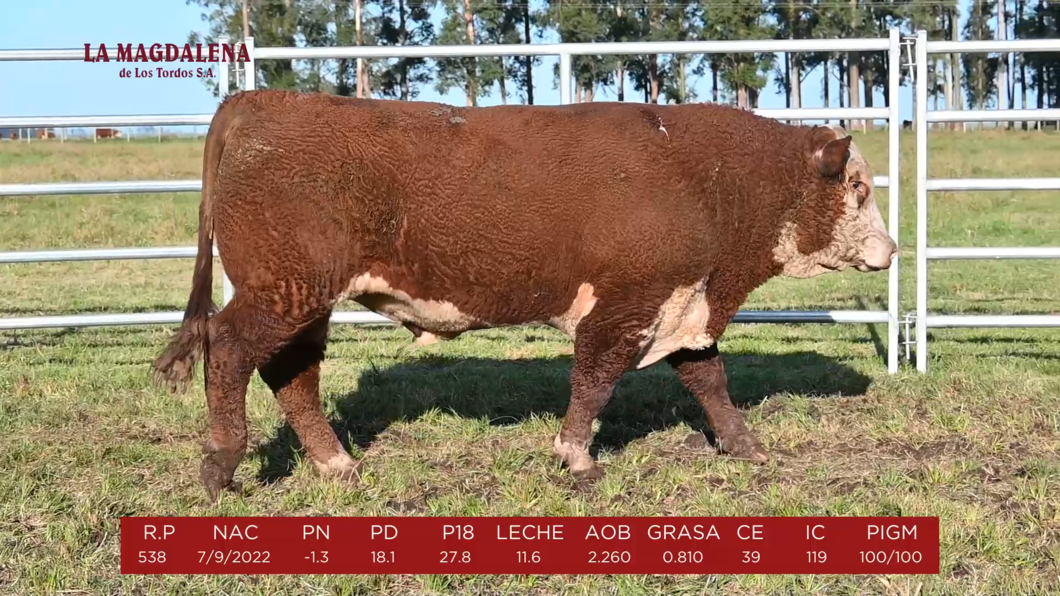 Lote 8 - POLLED HEREFORD PI