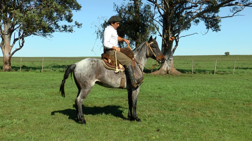 Lote ARMONIOSA LA CARRETA