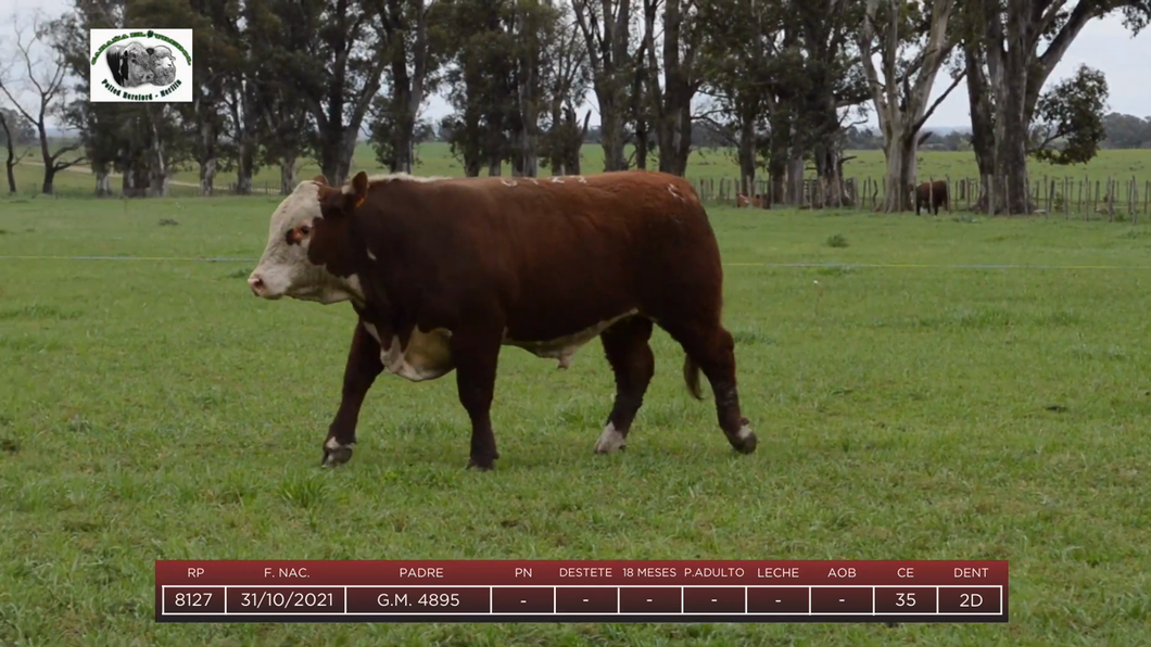 Lote Toros a remate en 6to Remate Anual Cabaña "El Trébol" de Martín Salto Stefani, Paysandú