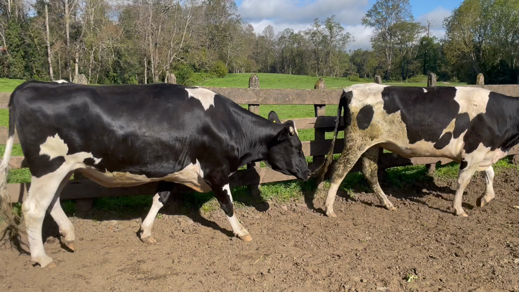 Lote 35 Vaquilla Gorda en Puerto Varas, X Región Los Lagos