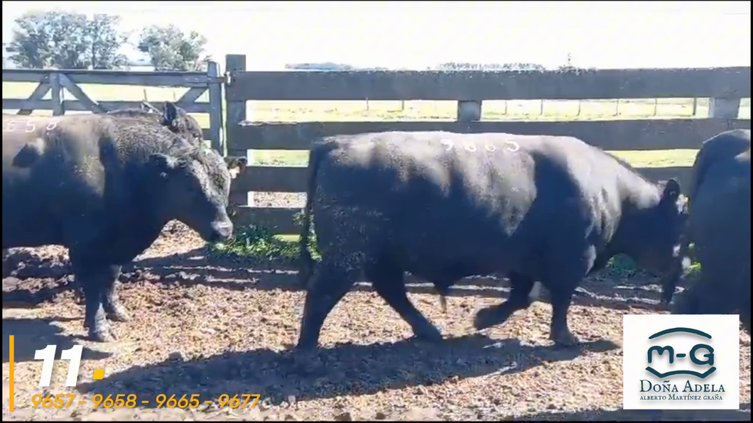 Lote 4 Toros Angus Sa a remate en 3° Remate Doña Adela, Treinta y Tres