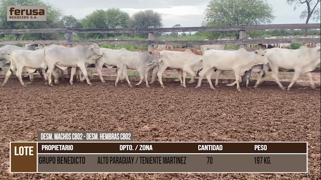 Lote LOTE 40 - 30 DESMAMANTES MACHOS Y 40 DESMAMANTES HEMBRAS CBO 2