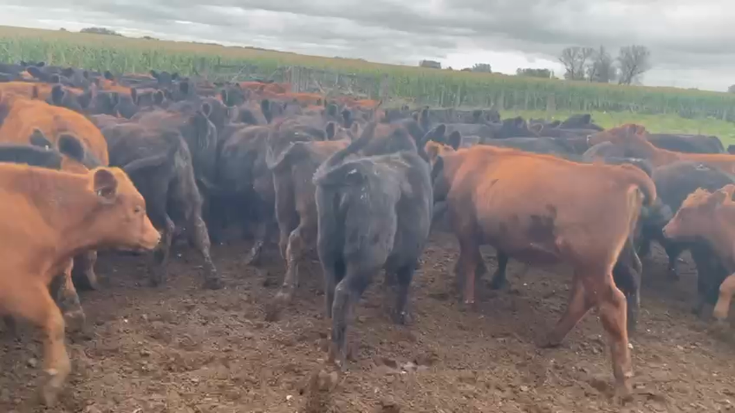Lote 100 Terneros
