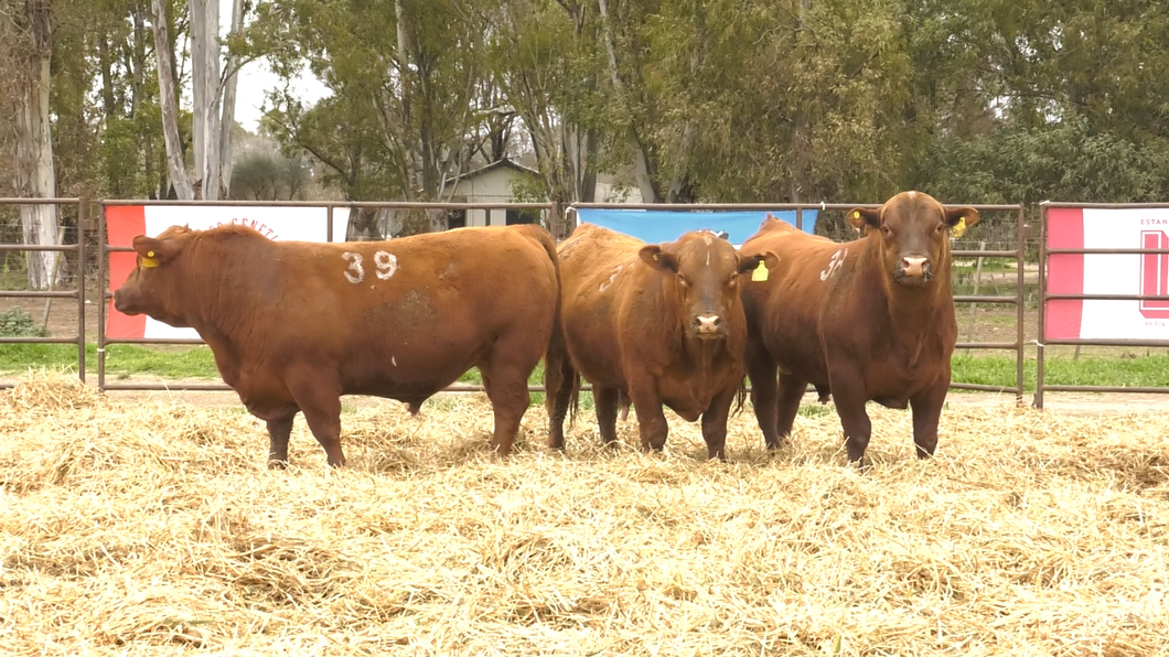 Lote TOROS ANGUS COLORADOS PC