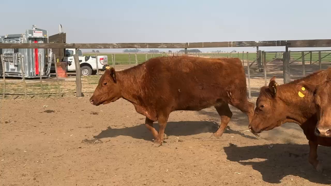 Lote 20 Vacas medio uso C/ gtia de preñez en Teodelina, Santa Fe