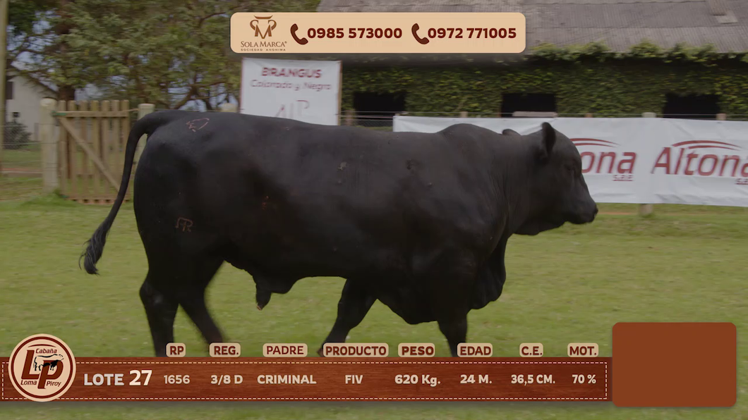 Lote MACHO