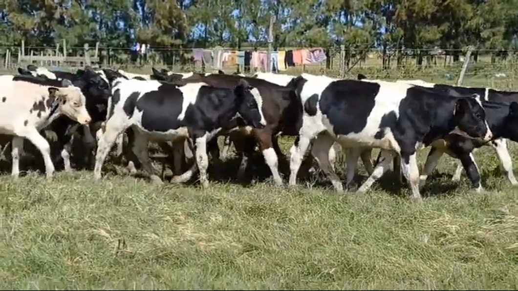 Lote (Vendido)16 Terneros Holando HOLANDO a remate en #43 Pantalla Carmelo  140kg -  en BOCA DEL CUFRE