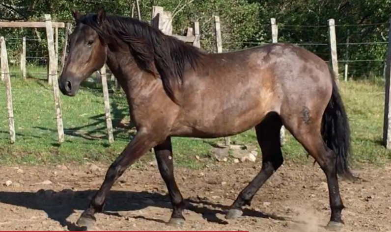 Lote Curry La Invernada