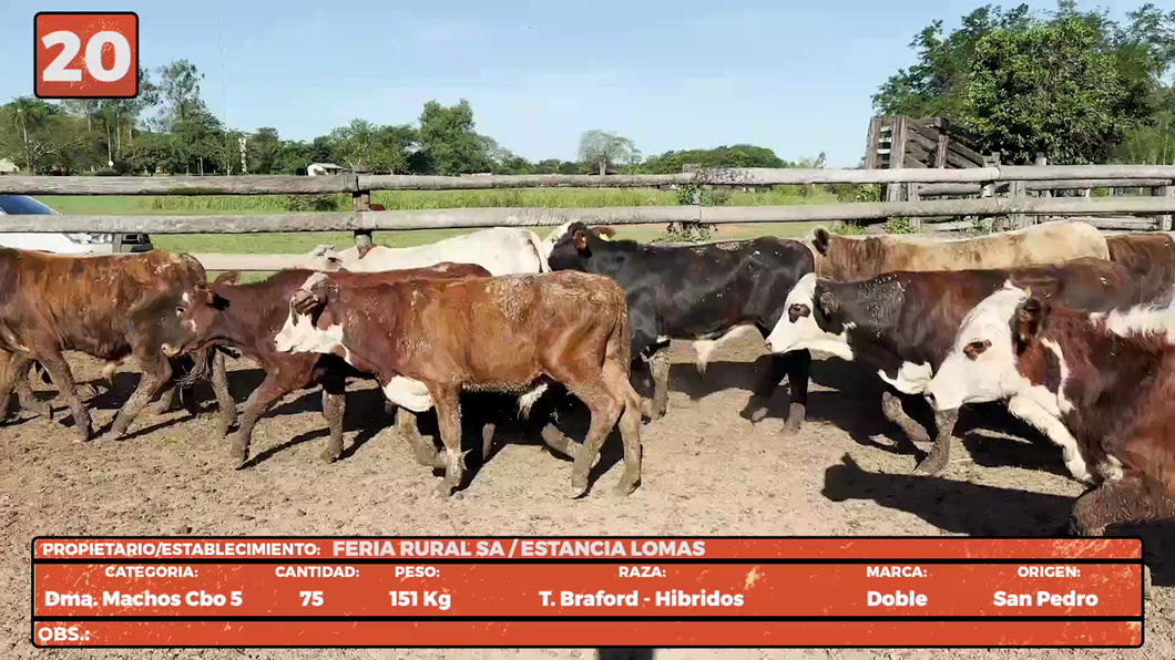 Lote LOTE 20