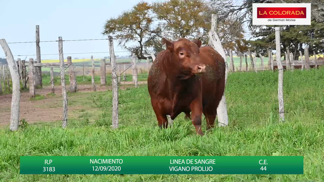 Lote TOROS ANGUS CAMPERO COLORADOS " LA COLORADA"