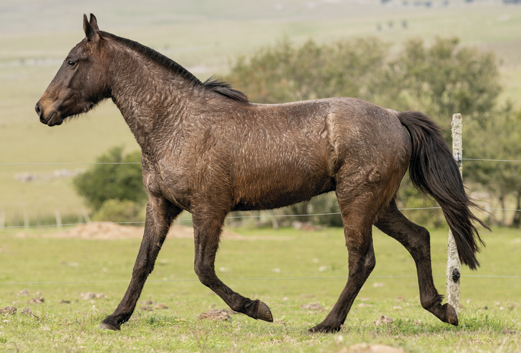 Lote QUERENDON DEL CEIBAL