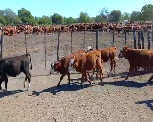 Lote 120 Terneras en La Paz, Entre Ríos