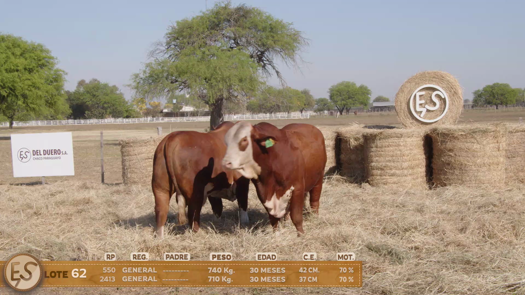 Lote Toro