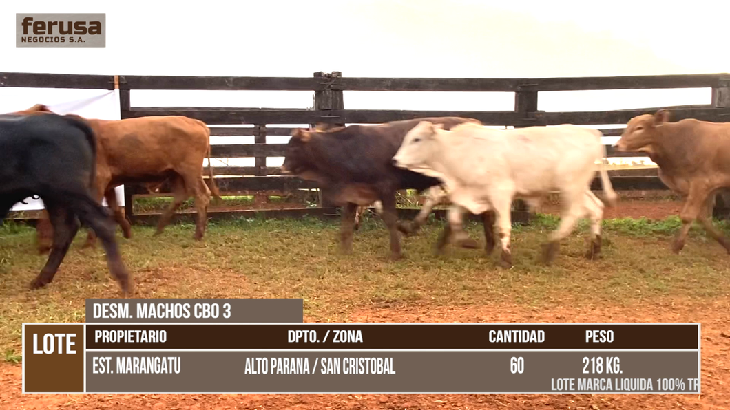 Lote LOTE 8