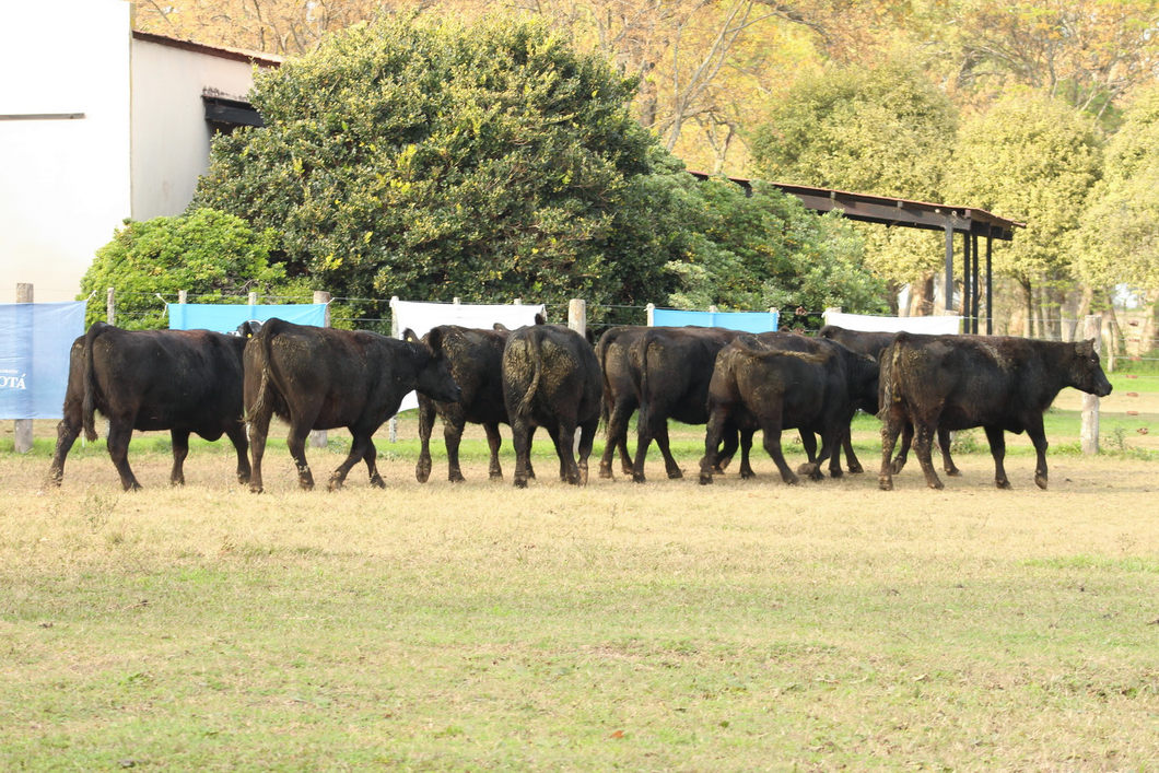 Lote CABAÑA COEMBOTÁ: 9 VACAS PC PREÑADAS