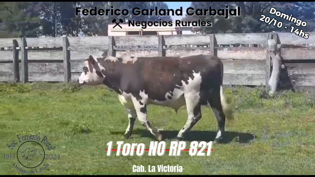 Lote TORO PI NORMANDO a remate en Expo Ombues en OMBUES DE LAVALLE