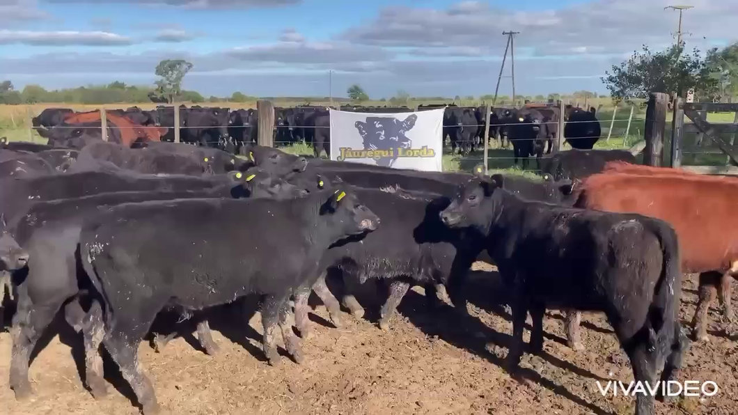 Lote 50 Terneros/as