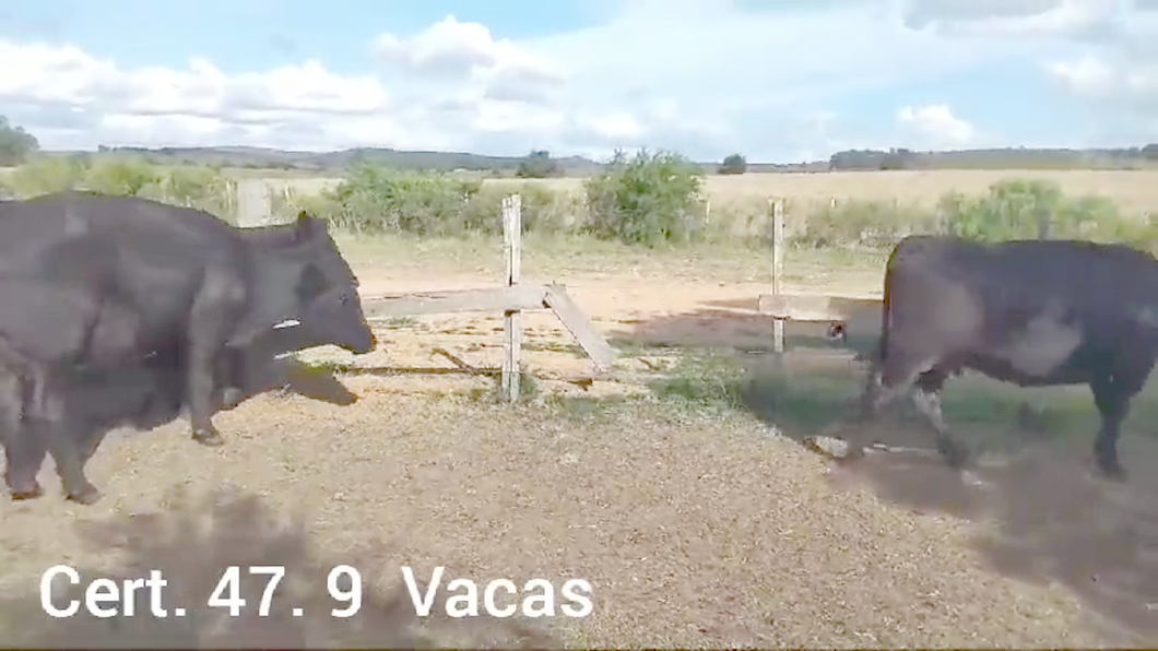 Lote 9 VACAS