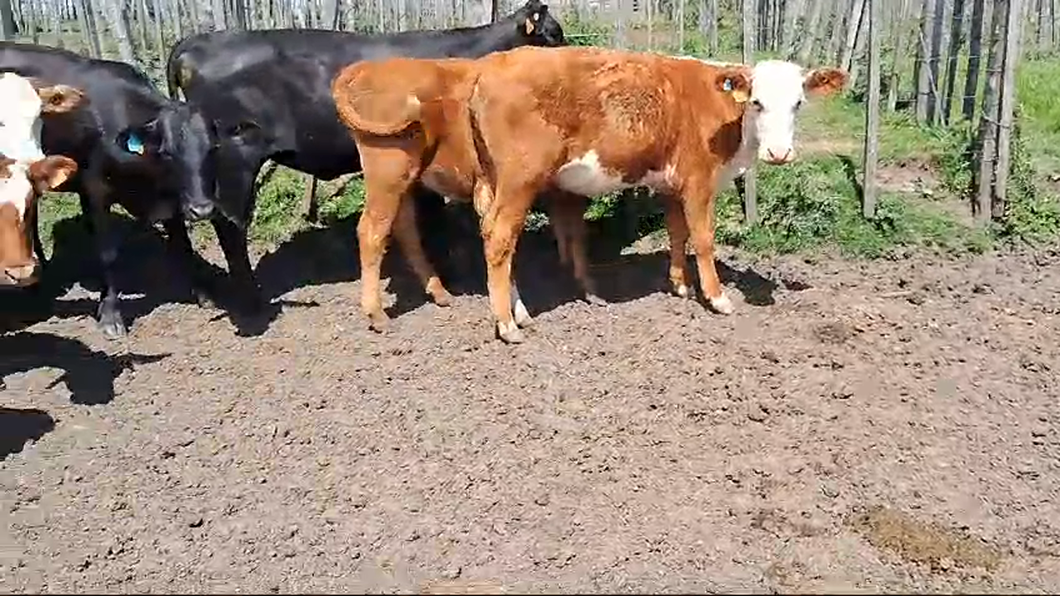 Lote 12 Terneros Hereford y Angus a remate en Ultima Pantalla del Año - Escritorio Camy en Ruta 23 Km 122